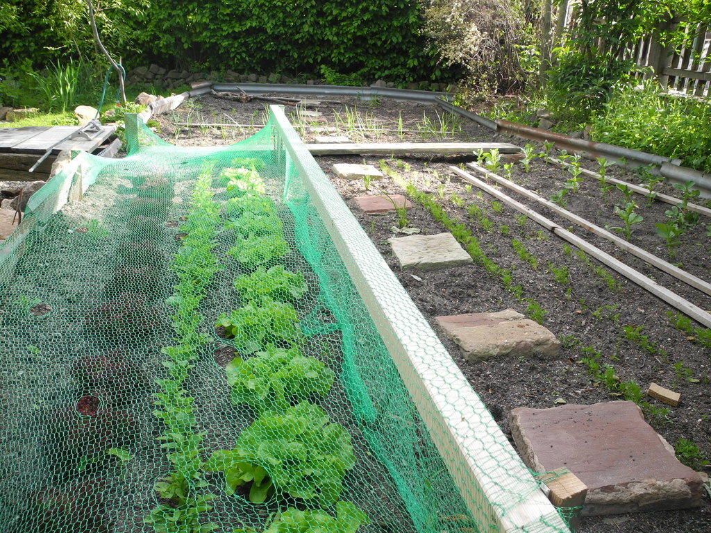 As many fruits and vegetables for lunch as you want!