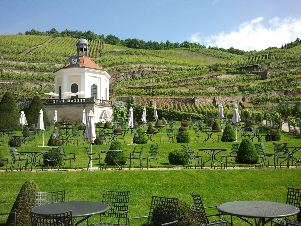 Weinberg in Dresden-Radebeul