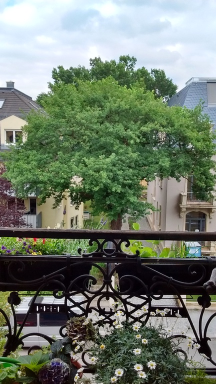 Blick aus dem Wohn- und Esszimmer