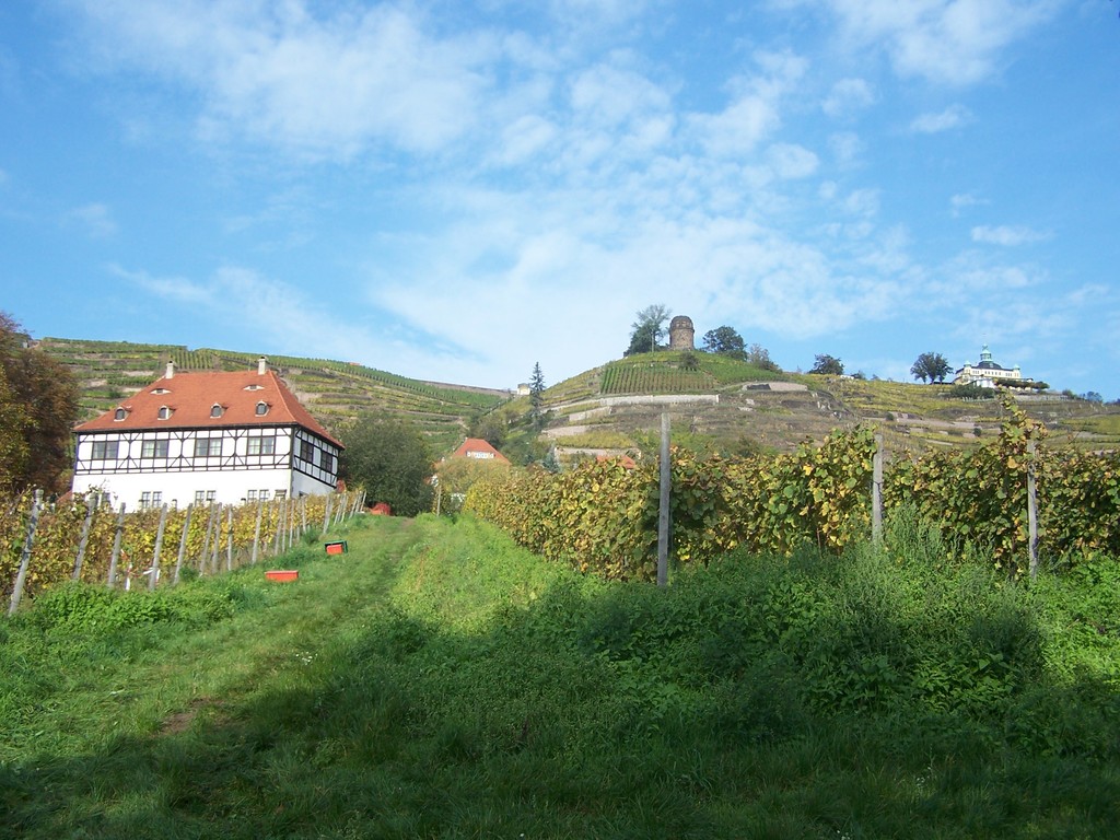 Weinberg in Dresden-Radebeul