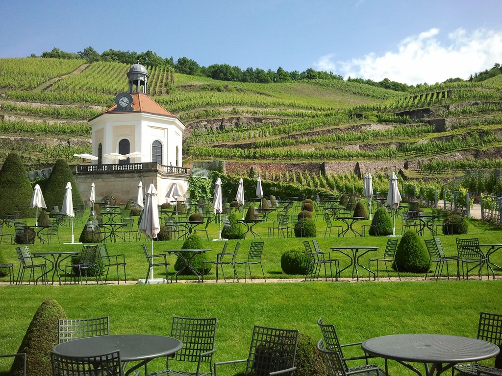 Weinberg in Dresden-Radebeul