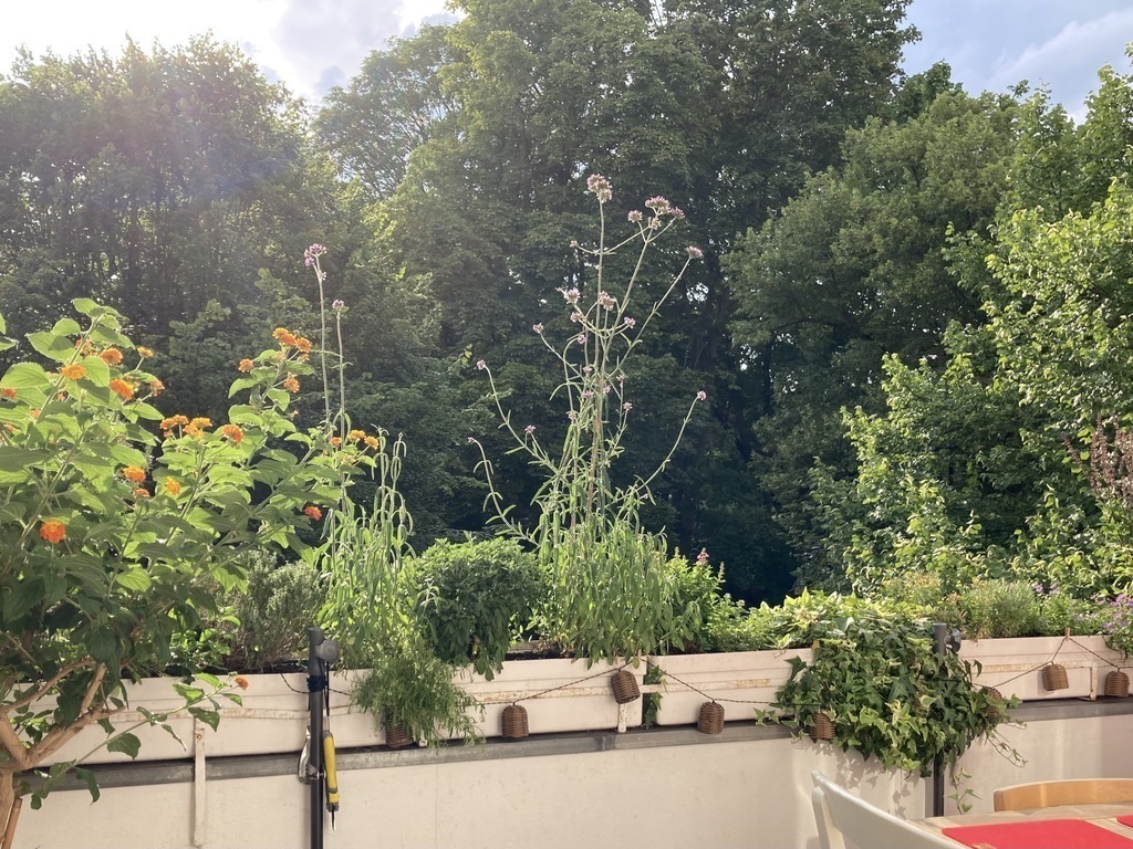 green in the city - view from the balcony