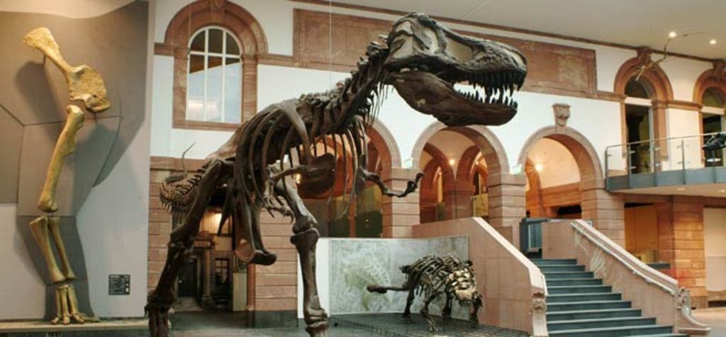 Senckenberg museum Frankfurt