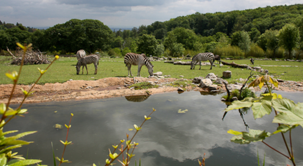 Opel zoo Koenigstein