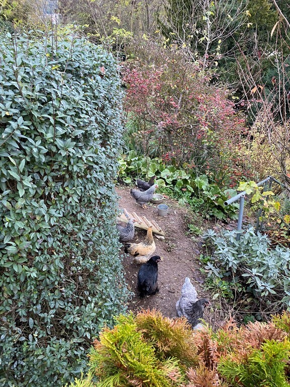 Our chickens- fresh eggs every day!