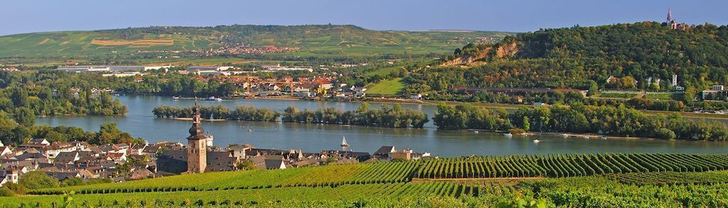 Rheingau (wine area)