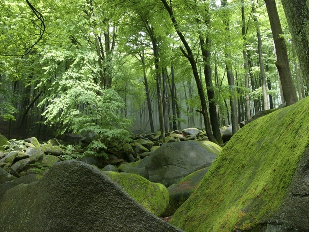 Odenwald - 45 min by car