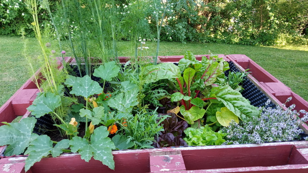 Herbs and vegetable