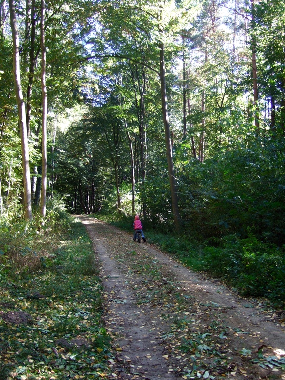 walk through zehnebeck forest