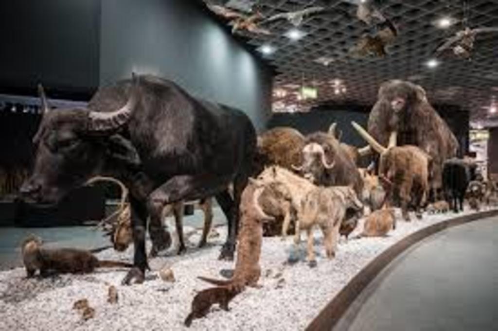 Naturkundemuseum Münster