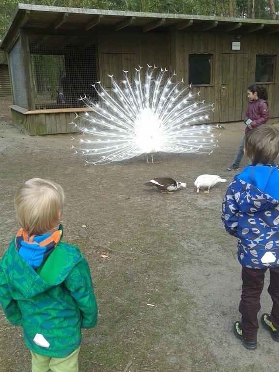 Wildfreigehege Saerbeck, ca 15km