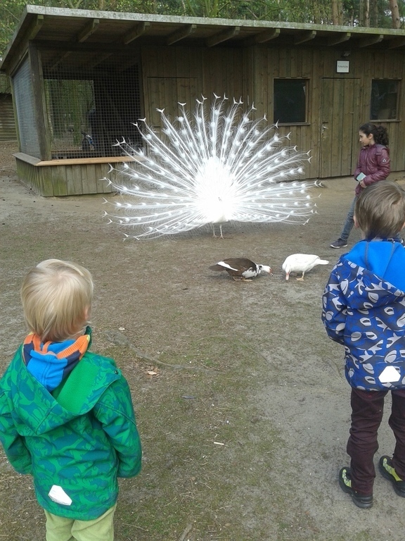 Wildfreigehege Saerbeck, ca 15km