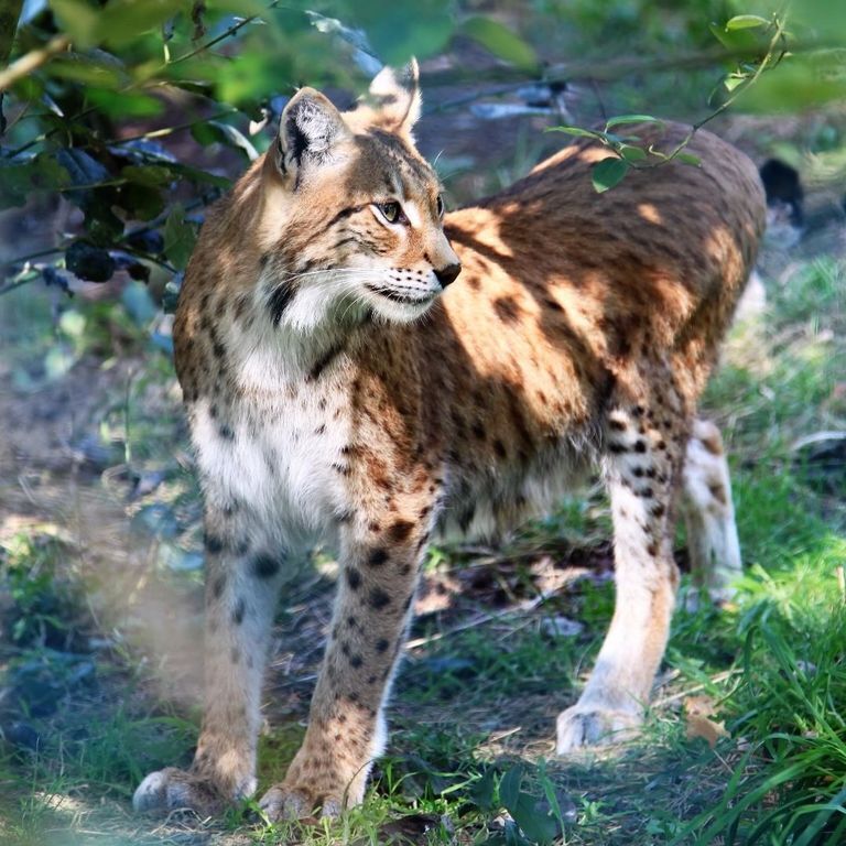 Wildfreigehege Saerbeck, 17km