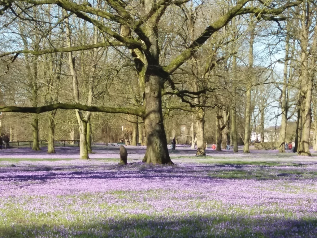 The famous crocus blossom in the castle park in April