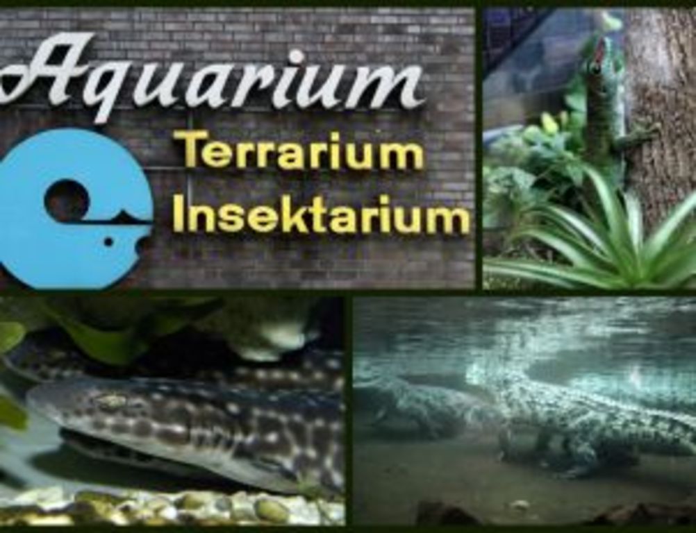 ...if it's raining cats & dogs, stay in the Aquarium...