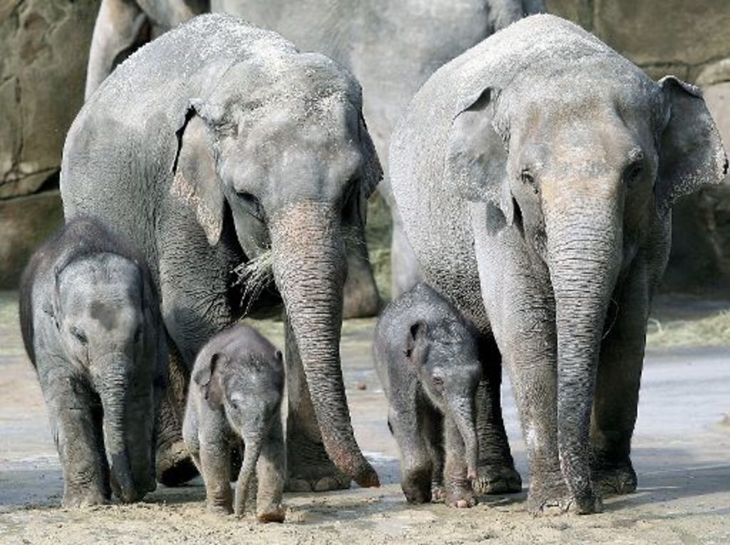 ...every year we get new elefant-babys...