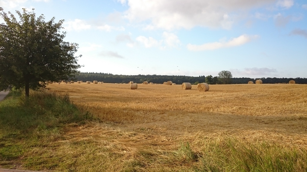 View from the property to the field and the forest / Blick vom Grundstück auf Feld und Wald
