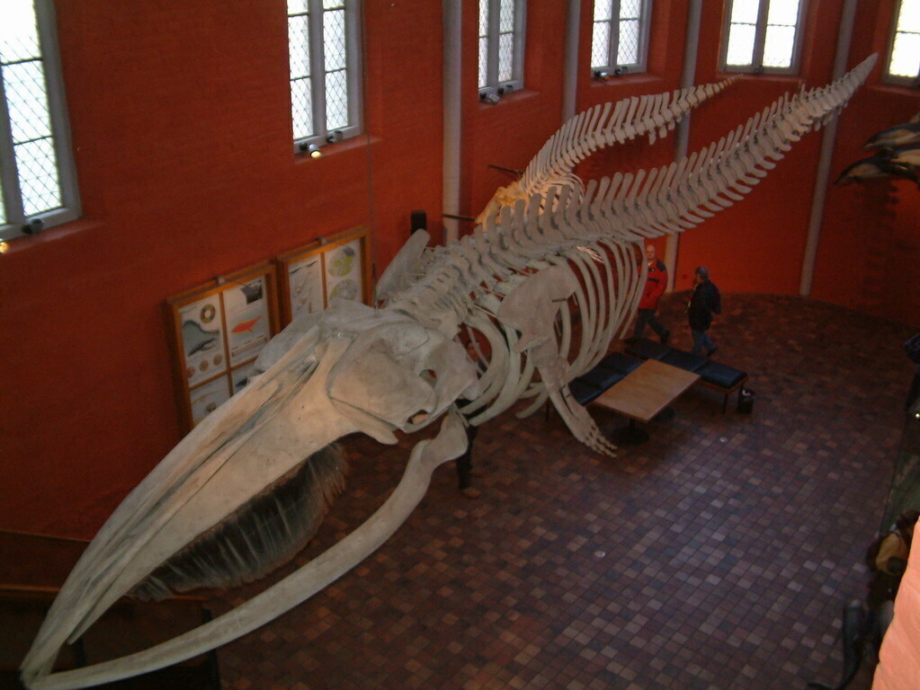 Maritime Museum Stralsund / Meeresmuseum Stralsund