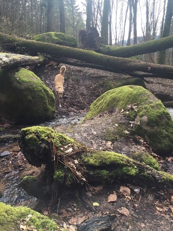 forest near our house