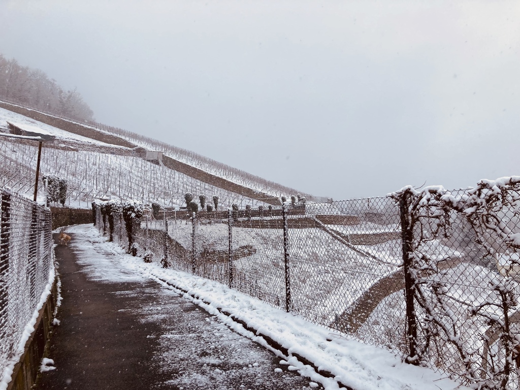 Vine yards behind our house