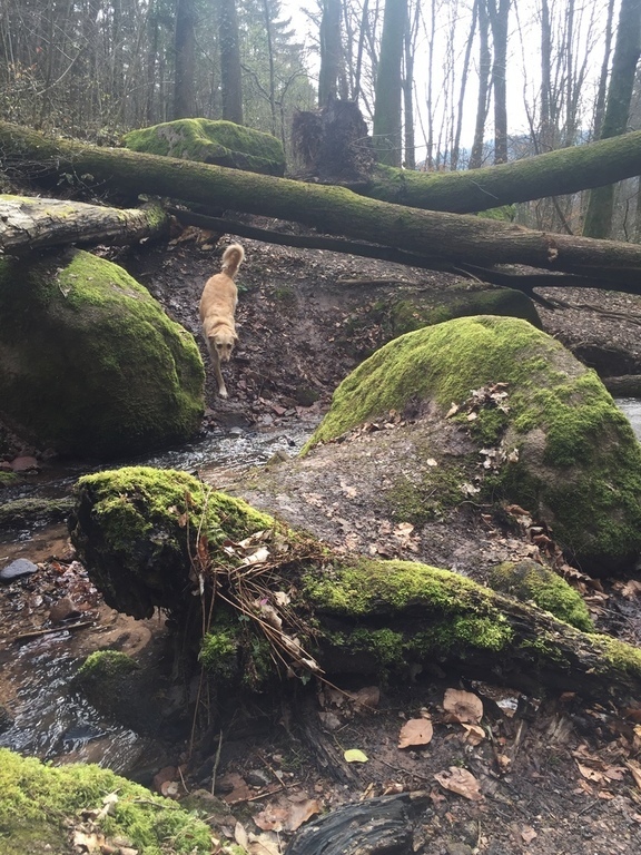 forest near our house