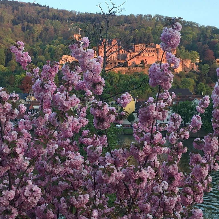 Heidelberg castle in spring in 35'