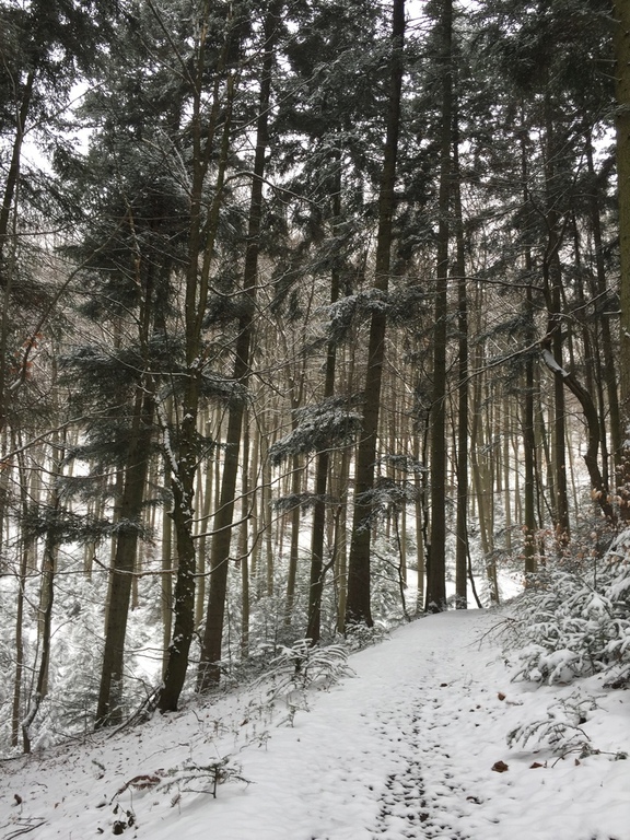 lovely forest near the house