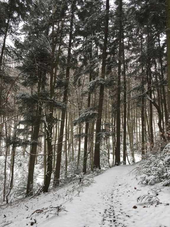 lovely forest near the house