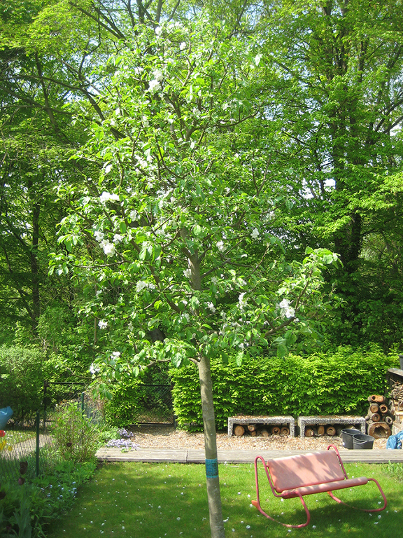 Schattiger Platz unter Apfelbaum / Shady place under apple tree