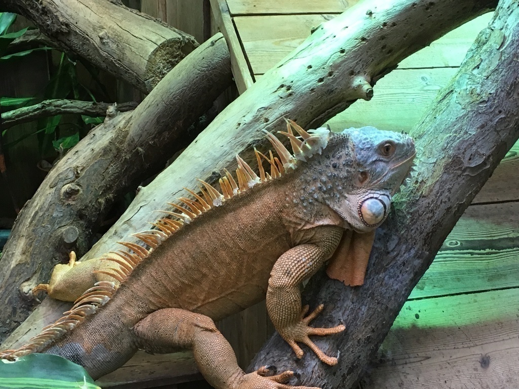 Zoo und Aquarium (14 km) sowie Tierpark (10 km)/Zoo and Aquarium (14 km), Tierpark (10 km)