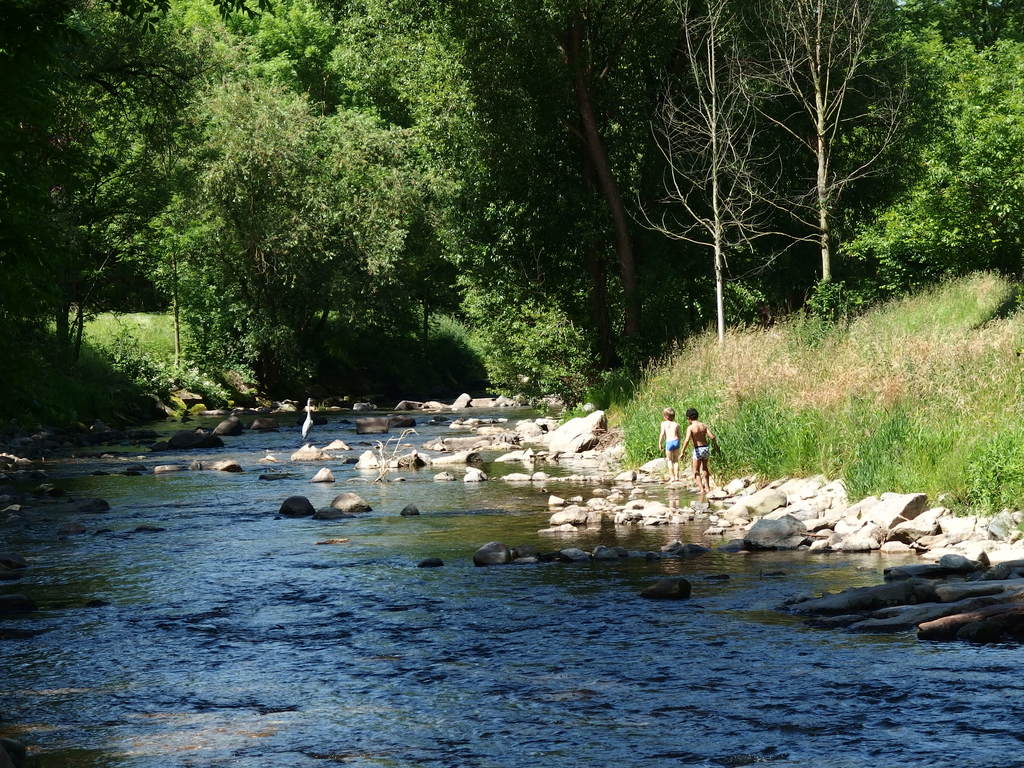The natural "Dreisam": only 2 km from the middle of Freiburg: a grey heron by fishing