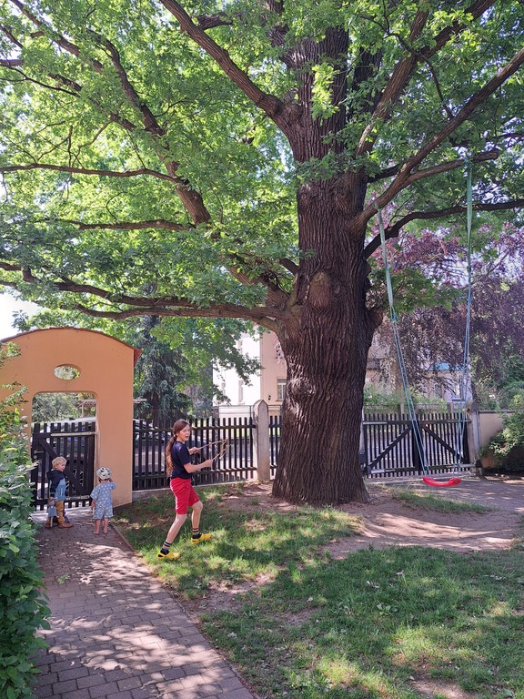 our swing in the 100 years old oak tree
