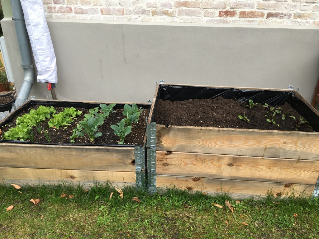 growing some vegetable