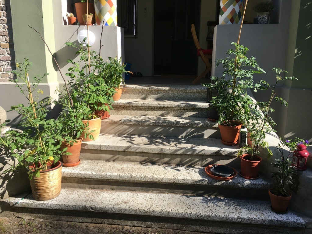our entrance with the self grown tomatoes last year
