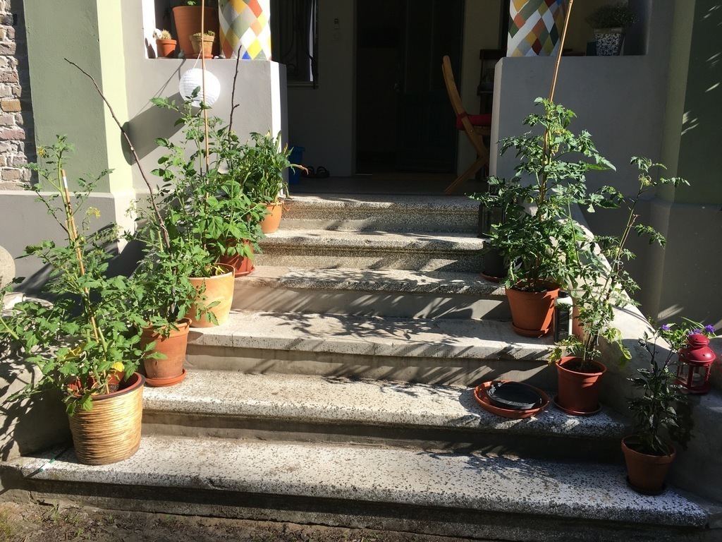 our entrance with the self grown tomatoes last year