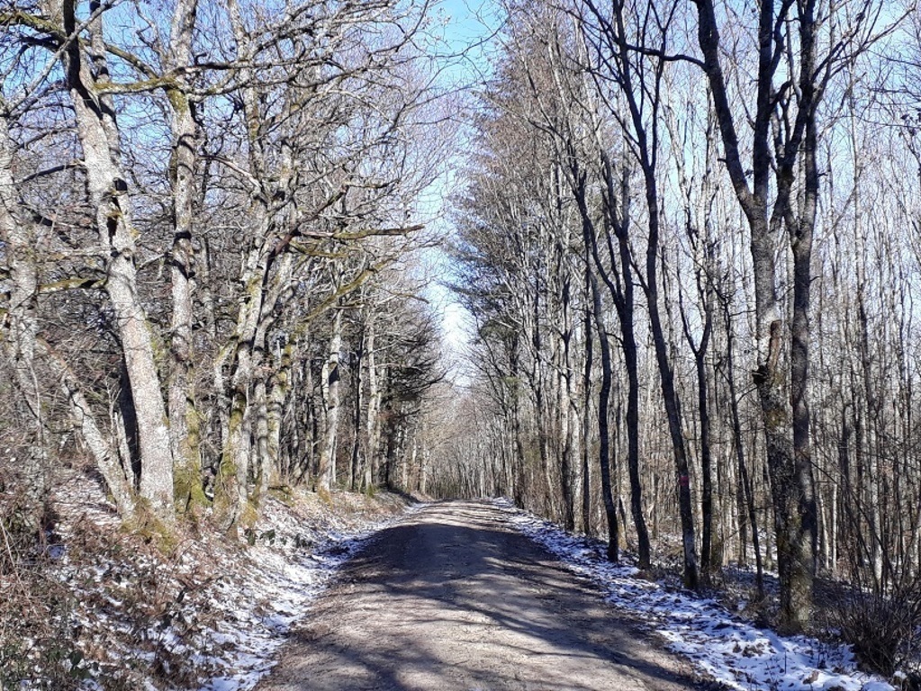 "Mattheiser Wald" in winter, also only 4 km,.