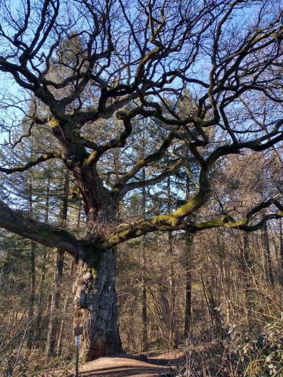 This oak, only 1 km away, is 400 years old.