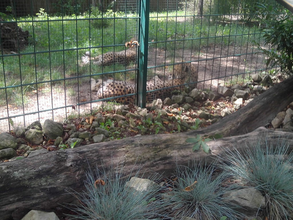 visit to the zoo of Dresden