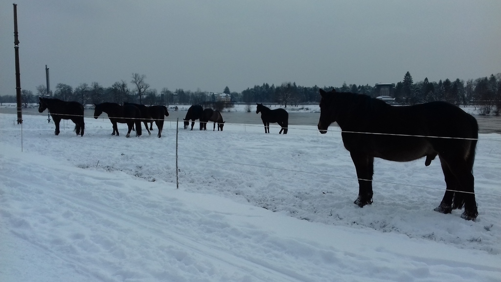 on the Elbe in winter