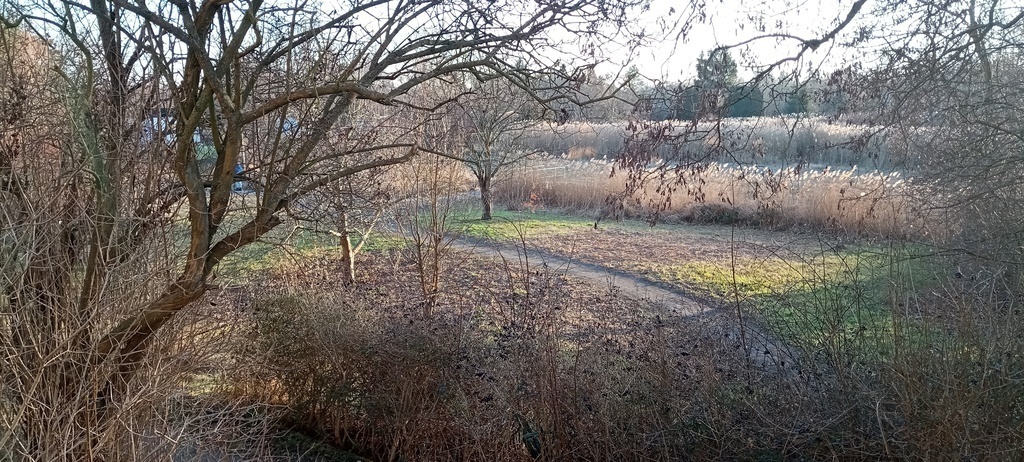 going for a walk near our house