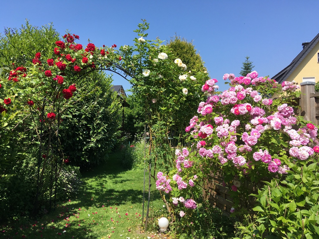 Garden with roses