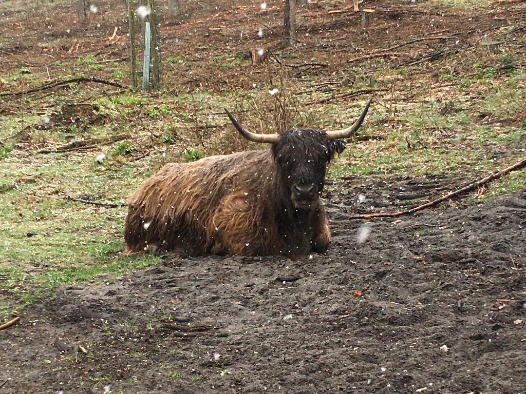 Scottish Highland cattle
