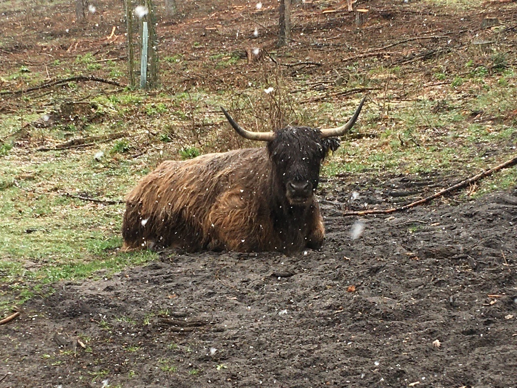 Scottish Highland cattle
