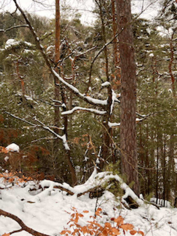 Wandern Waldskulptur Natur 27.1.23
