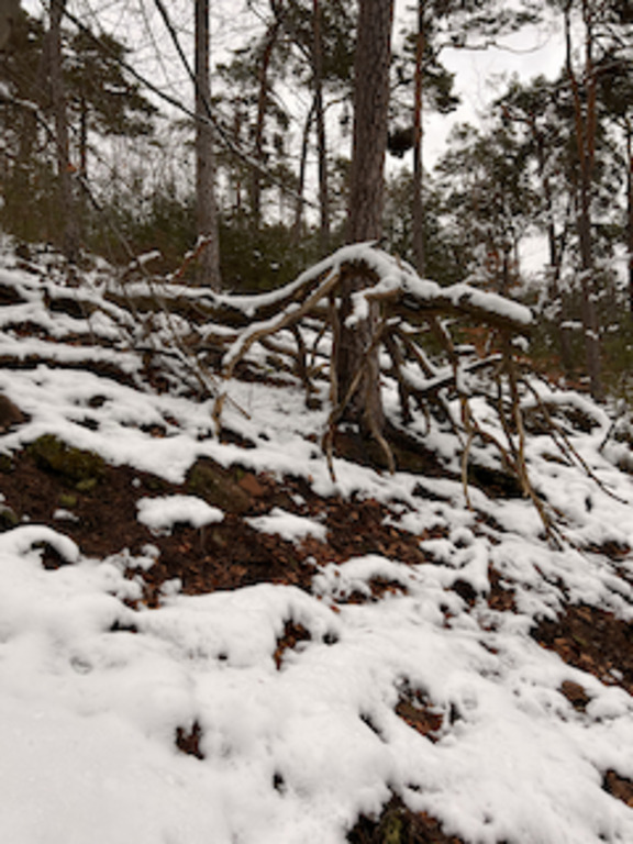 Natur pur im Pfälzer Wald