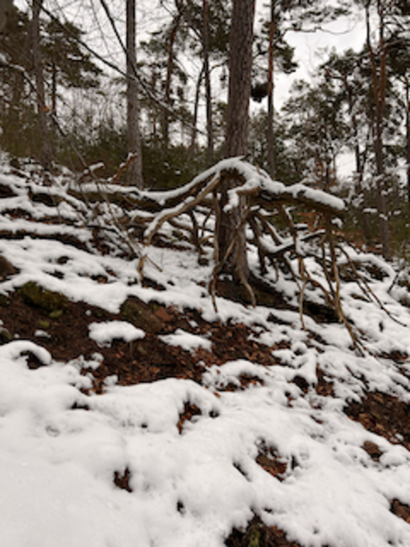Natur pur im Pfälzer Wald