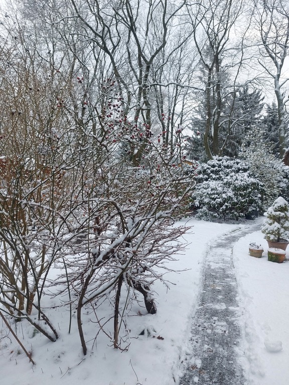 Garten im Winter
