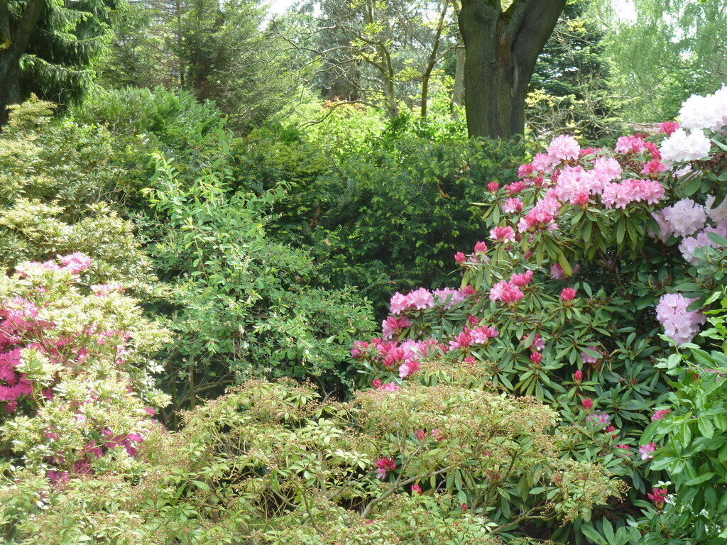 Rhododendrongarten (1)