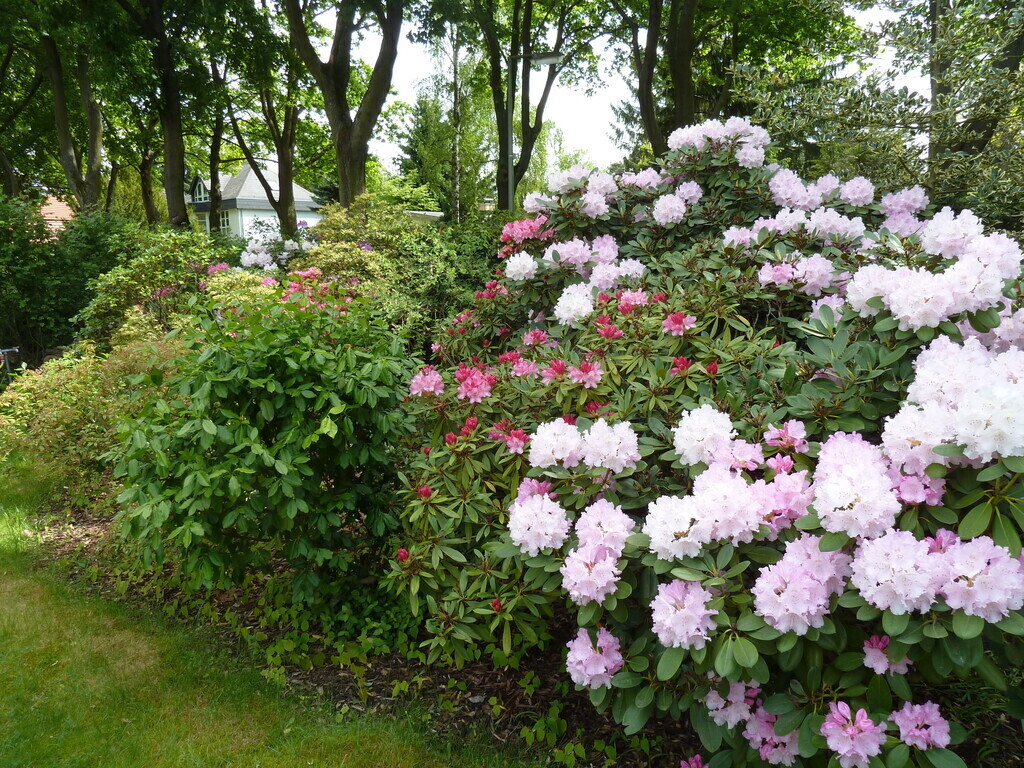 Rhododendrongarten (2)