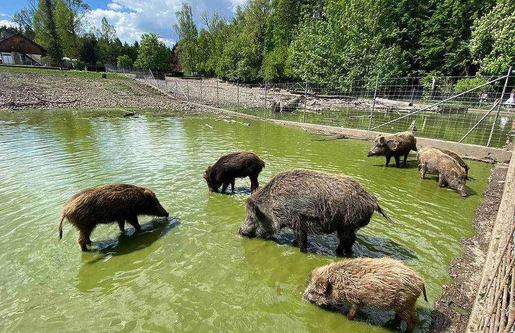Wildschweingehege 15 Min away